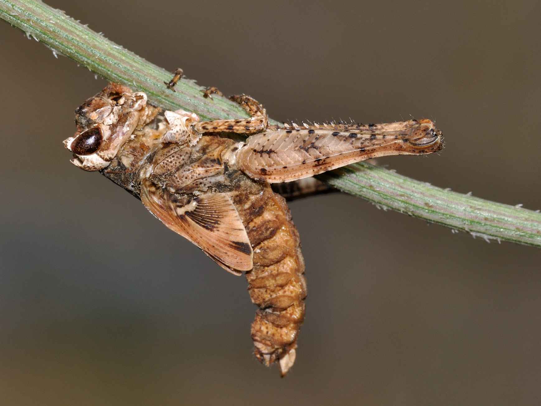 Orthoptera parassitati da miceti?